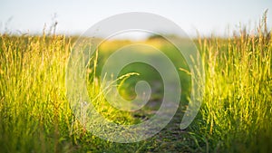 Fresh green grass on a sunny summer day close-up. Beautiful natural rural landscape with a blurred background for nature