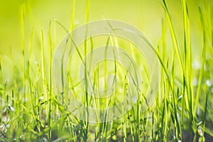 Fresh green grass on a sunny summer day close-up. Beautiful natural rural landscape with a blurred background for nature