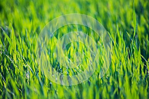 Fresh green grass on a sunny summer day close-up. Beautiful natural rural landscape with a blurred background for nature