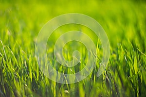 Fresh green grass on a sunny summer day close-up. Beautiful natural rural landscape with a blurred background for nature