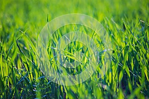 Fresh green grass on a sunny summer day close-up. Beautiful natural rural landscape with a blurred background for nature