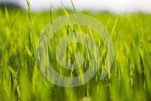 Fresh green grass on a sunny summer day close-up. Beautiful natural rural landscape with a blurred background for nature