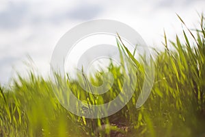 Fresh green grass on a sunny summer day close-up. Beautiful natural rural landscape with a blurred background for nature