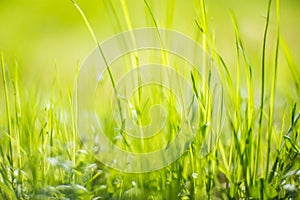 Fresh green grass on a sunny summer day close-up. Beautiful natural rural landscape with a blurred background for nature