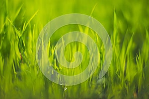 Fresh green grass on a sunny summer day close-up. Beautiful natural rural landscape with a blurred background for nature