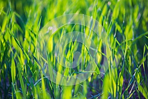 Fresh green grass on a sunny summer day close-up. Beautiful natural rural landscape with a blurred background for nature