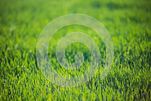 Fresh green grass on a sunny summer day close-up. Beautiful natural rural landscape with a blurred background for nature