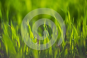 Fresh green grass on a sunny summer day close-up. Beautiful natural rural landscape with a blurred background for nature