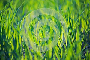 Fresh green grass on a sunny summer day close-up. Beautiful natural rural landscape with a blurred background for nature