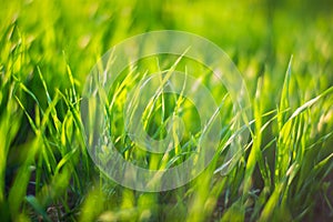 Fresh green grass on a sunny summer day close-up. Beautiful natural rural landscape with a blurred background for nature