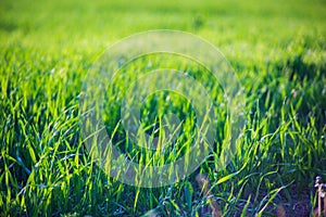 Fresh green grass on a sunny summer day close-up. Beautiful natural rural landscape with a blurred background for nature