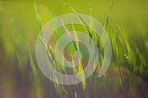 Fresh green grass on a sunny summer day close-up. Beautiful natural rural landscape with a blurred background for nature