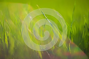 Fresh green grass on a sunny summer day close-up. Beautiful natural rural landscape with a blurred background for nature