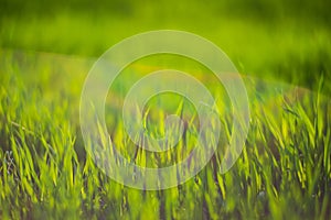 Fresh green grass on a sunny summer day close-up. Beautiful natural rural landscape with a blurred background for nature