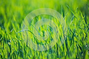 Fresh green grass on a sunny summer day close-up. Beautiful natural rural landscape with a blurred background for nature