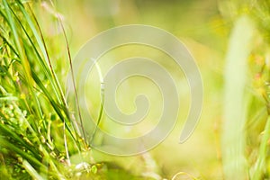 Fresh green grass in sunny summer day in park. Beautiful natural countryside landscape with blurry background