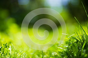 Fresh green grass in sunny summer day in park. Beautiful natural countryside landscape with blurry background