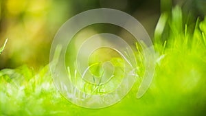 Fresh green grass in sunny summer day in park. Beautiful natural countryside landscape with blurry background