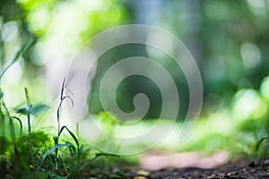 Fresh green grass in sunny summer day in park. Beautiful natural countryside landscape with blurry background