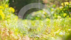 Fresh green grass in sunny summer day in park. Beautiful natural countryside landscape with blurry background