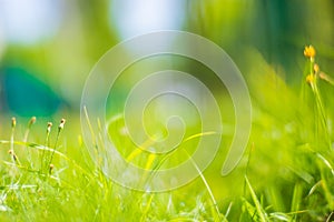 Fresh green grass in sunny summer day in park. Beautiful natural countryside landscape with blurry background