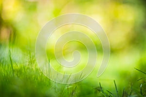 Fresh green grass in sunny summer day in park. Beautiful natural countryside landscape with blurry background