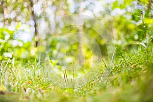 Fresh green grass in sunny summer day in park. Beautiful natural countryside landscape with blurry background