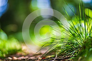 Fresh green grass in sunny summer day in park. Beautiful natural countryside landscape with blurry background