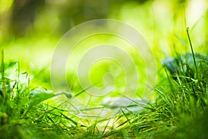 Fresh green grass in sunny summer day in park. Beautiful natural countryside landscape with blurry background