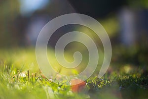 Fresh green grass in sunny summer day in park. Beautiful natural countryside landscape with blurry background