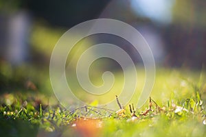 Fresh green grass in sunny summer day in park. Beautiful natural countryside landscape with blurry background