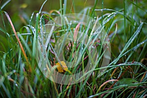 Fresh green grass in sunny summer day in park. Beautiful natural countryside landscape with blurry background