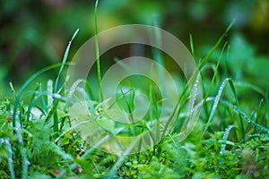 Fresh green grass in sunny summer day in park. Beautiful natural countryside landscape with blurry background