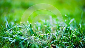 Fresh green grass in sunny summer day in park. Beautiful natural countryside landscape with blurry background