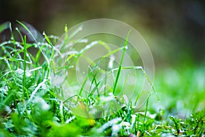 Fresh green grass in sunny summer day in park. Beautiful natural countryside landscape with blurry background