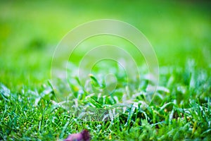 Fresh green grass in sunny summer day in park. Beautiful natural countryside landscape with blurry background