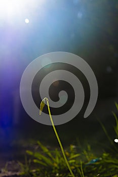 fresh green grass, at sunrise, meadow in spring. evocative backlight