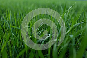 Fresh green grass texture for background. Green lawn pattern and texture background. Close-up.