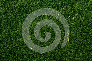 Fresh green grass texture for background top view. photo