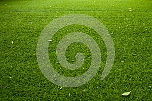 Fresh green grass texture at golf course for background photo