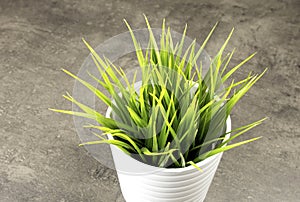 Fresh green grass in vase