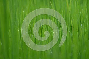 Fresh green grass with water drops close-up, close up rice with water drop