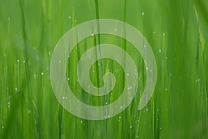 Fresh green grass with water drops close-up, close up rice with water drop