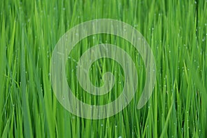 Fresh green grass with water drops close-up, close up rice with water drop