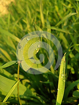 Fresh green grass with water drops. Close up of Dew Drops on Green Grass. With Selective Focus on Subject.