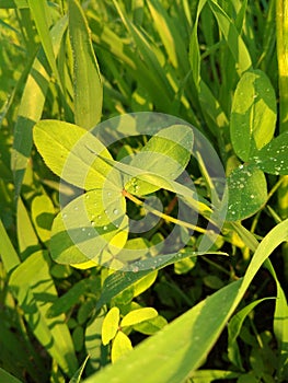 Fresh green grass with water drops. Close up of Dew Drops on Green Grass. With Selective Focus on Subject.