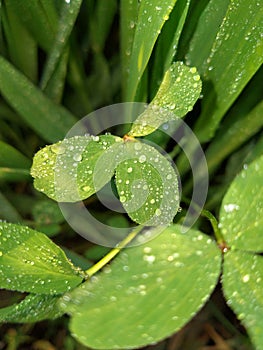 Fresh green grass with water drops. Close up of Dew Drops on Green Grass. With Selective Focus on Subject.
