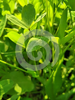 Fresh green grass with water drops. Close up of Dew Drops on Green Grass. With Selective Focus on Subject.