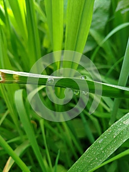 Fresh green grass with water drops. Close up of Dew Drops on Green Grass. With Selective Focus on Subject.