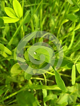 Fresh green grass with water drops. Close up of Dew Drops on Green Grass. With Selective Focus on Subject.